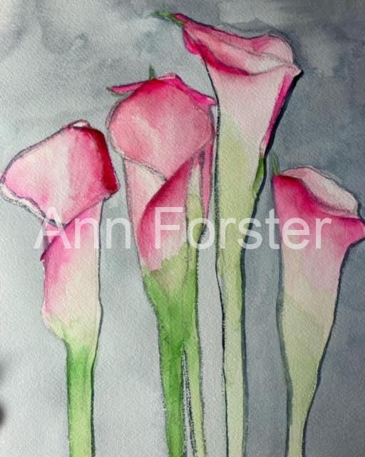 Calla Lilies