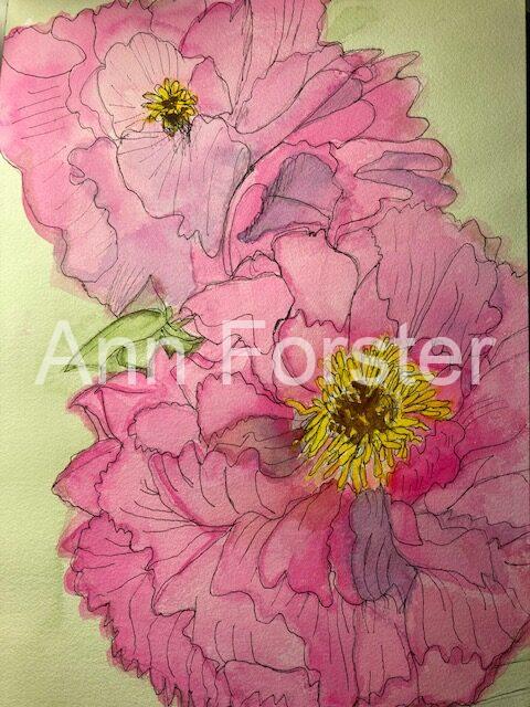 Peonies