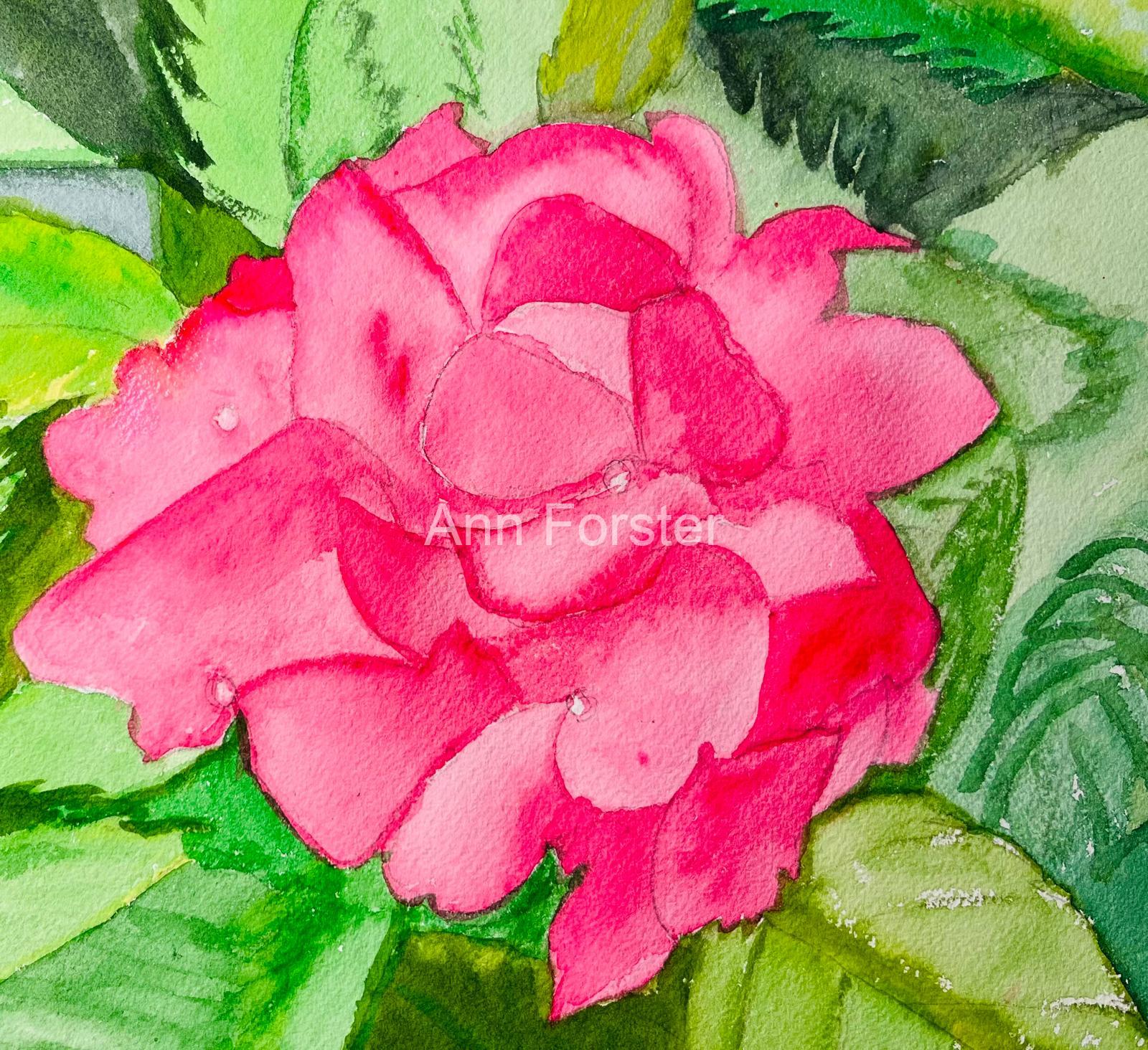 Hydrangea