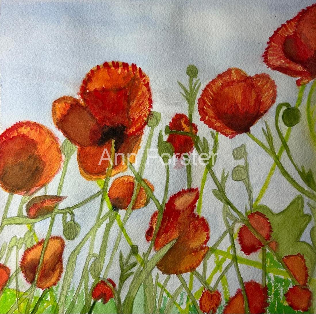 Poppies